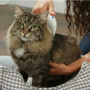 Peine Para Eliminar Pulgas